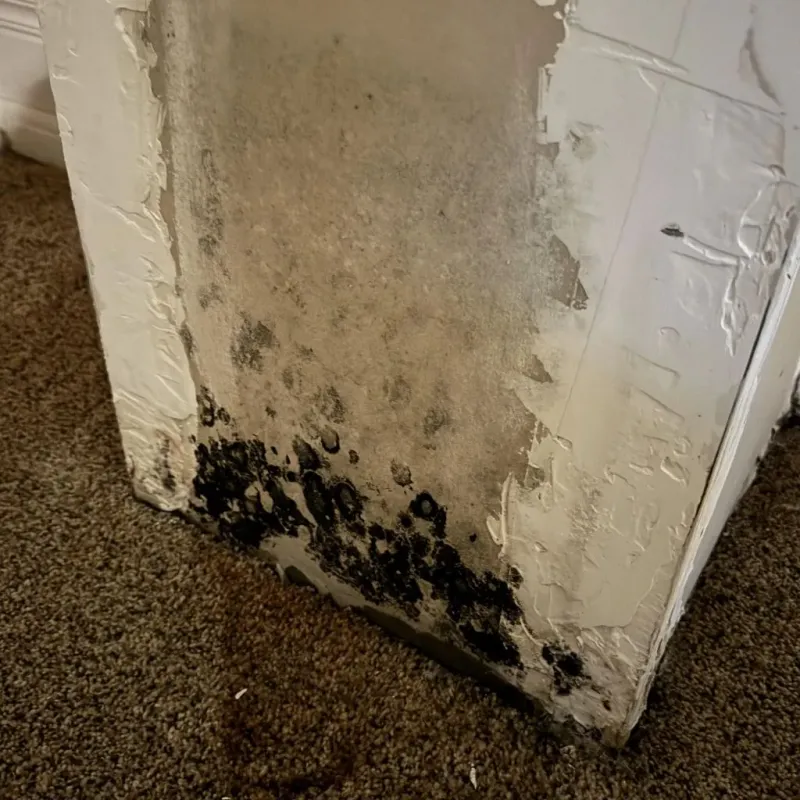 Professional Mold Removal in Wildwood, MO